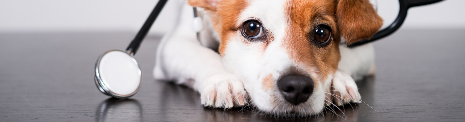 Entenda a importância do inox em clínicas veterinárias